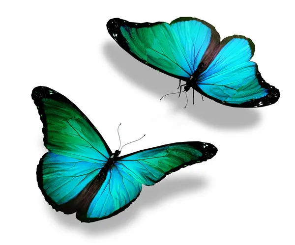 Duas borboletas azul-turquesa, isoladas sobre fundo branco, conceito — Fotografia de Stock
