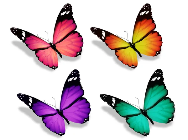 Grupo de borboletas, isoladas sobre fundo branco — Fotografia de Stock