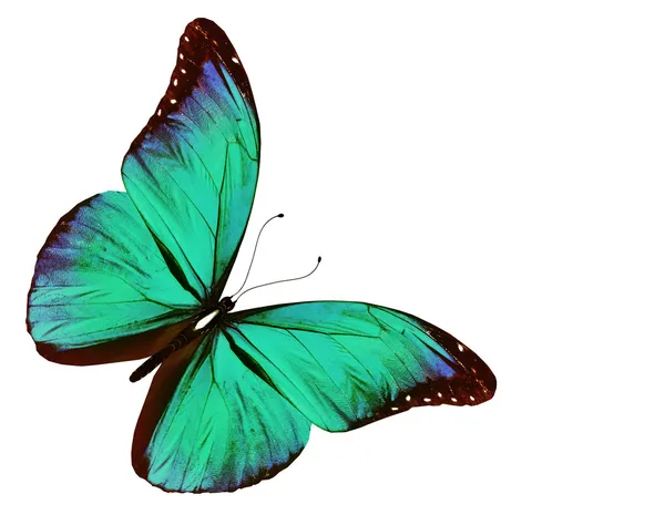 Turquoise vlinder vliegen, geïsoleerde op wit — Stockfoto