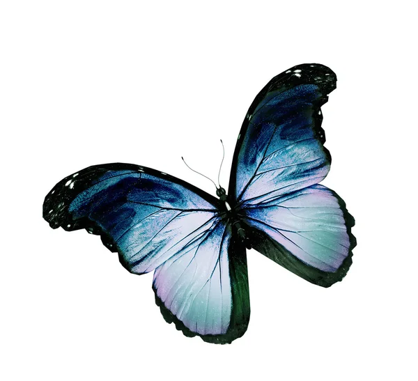Grunge blauer Schmetterling fliegt, isoliert auf weiß — Stockfoto