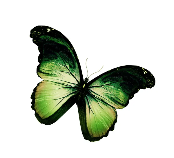 Papillon vert grunge volant, isolé sur blanc — Photo