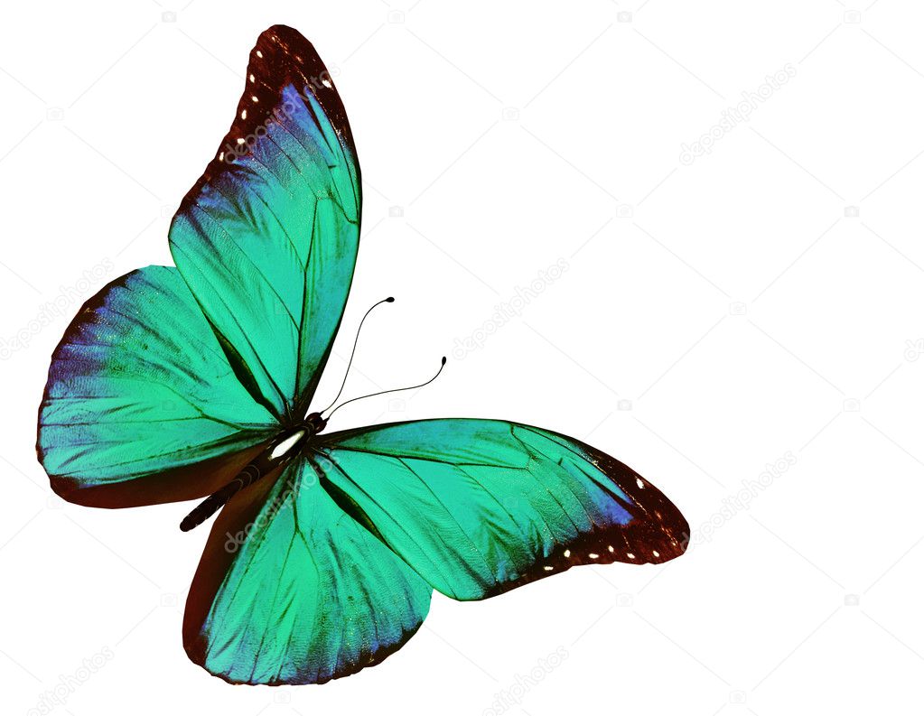 Turquoise butterfly flying, isolated on white