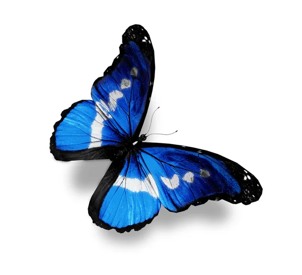 Morpho ciemny niebieski motyl, na białym tle — Zdjęcie stockowe