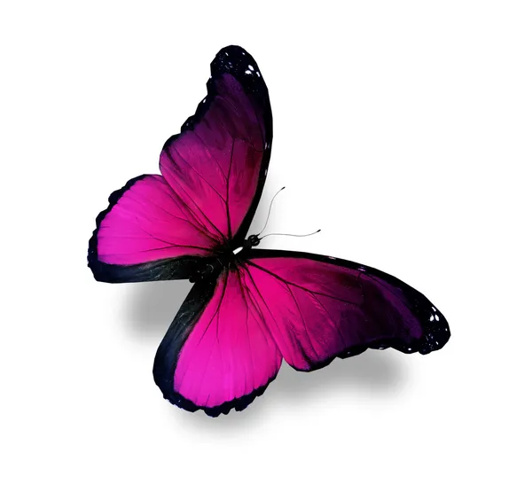 Tmavě fialový motýl morpho, izolované na bílém — Stock fotografie