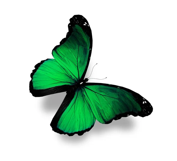 Dunkelgrüner Schmetterlingsmorpho, isoliert auf weiß — Stockfoto