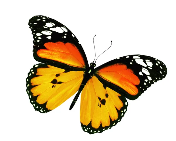 Πορτοκαλί πεταλούδα, που απομονώνονται σε λευκό φόντο — Φωτογραφία Αρχείου