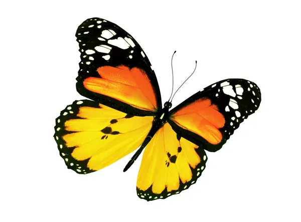 Gelber Schmetterling fliegt, isoliert auf weißem Grund — Stockfoto