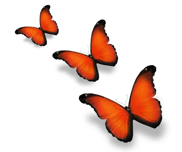 Trois papillons orange, isolés sur blanc — Photo
