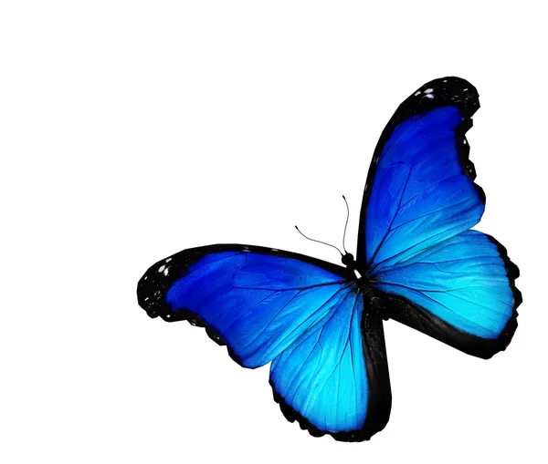 Blå fjäril på vit bakgrund — Stockfoto
