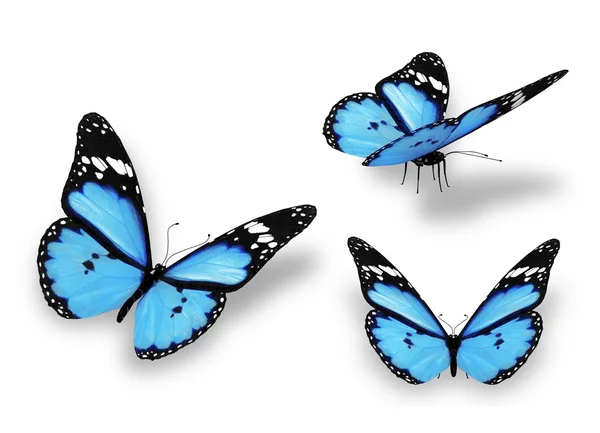 Trois papillons bleus, isolés sur blanc — Photo