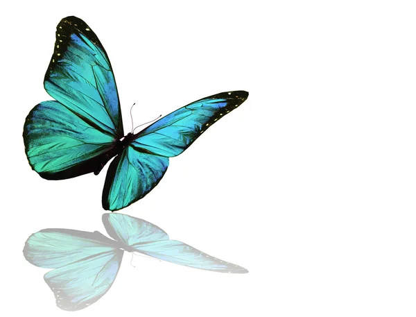 Niebieski motyl, na białym tle — Zdjęcie stockowe