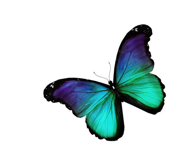 白地に青緑色の蝶 — ストック写真
