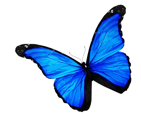 Blauer Schmetterling auf weißem Hintergrund — Stockfoto