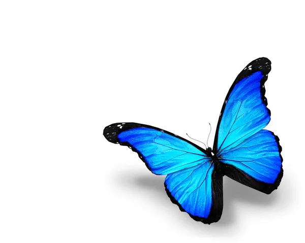 Blauer Schmetterling, isoliert auf weißem Hintergrund — Stockfoto