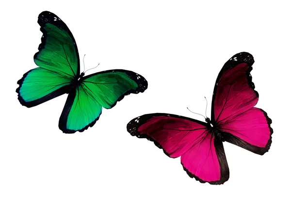 Twee violet, groen vlinders, geïsoleerd op witte achtergrond — Stockfoto