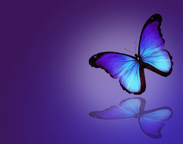 Морфо-голубая бабочка на темно-синем фоне — стоковое фото