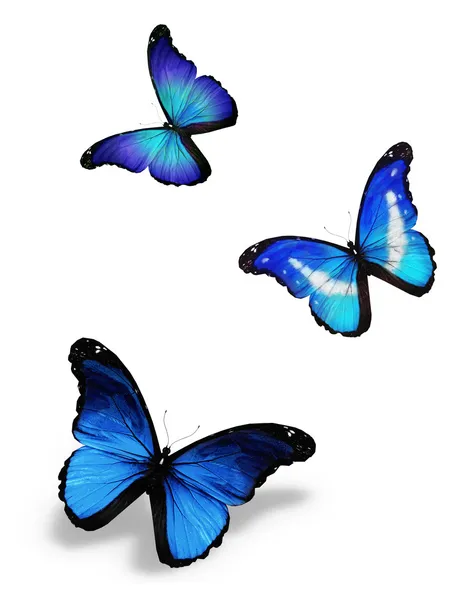 stock image Three blue butterflies, isolated on white