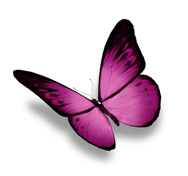 Fialový motýl, izolované na bílém — Stock fotografie