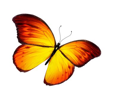 Orange butterfly flying, isolated on white background clipart