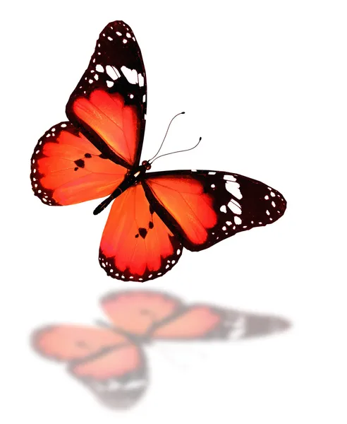 红色蝴蝶飞，孤立上白 — 图库照片