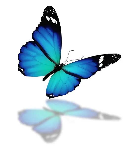 Papillon bleu, isolé sur fond blanc — Photo