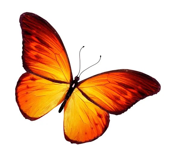 Оранжевая бабочка, изолированная на белом фоне — стоковое фото