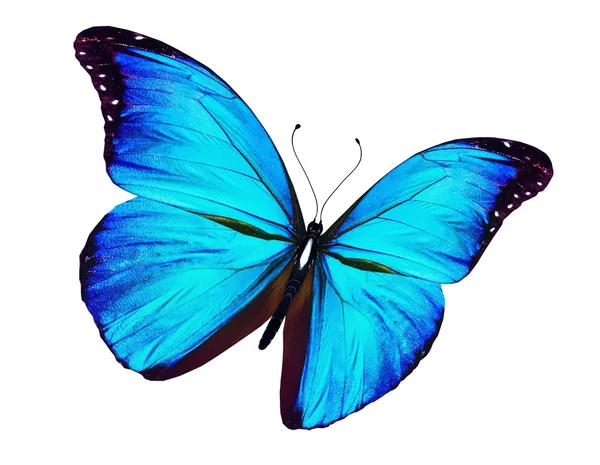 Блакитний метелик літає, ізольований на білому — стокове фото