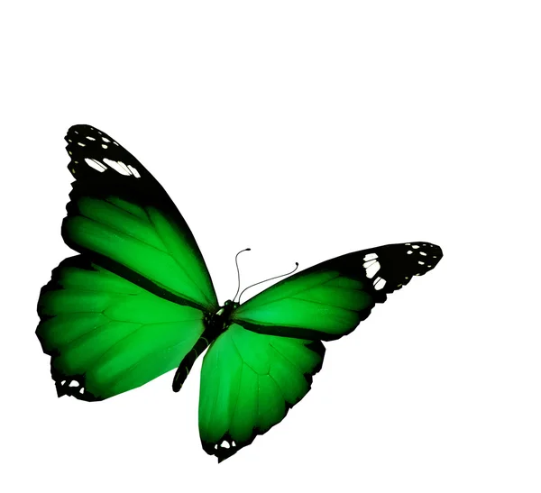 Green butterfly flying, isolated on white background — Stock Photo, Image