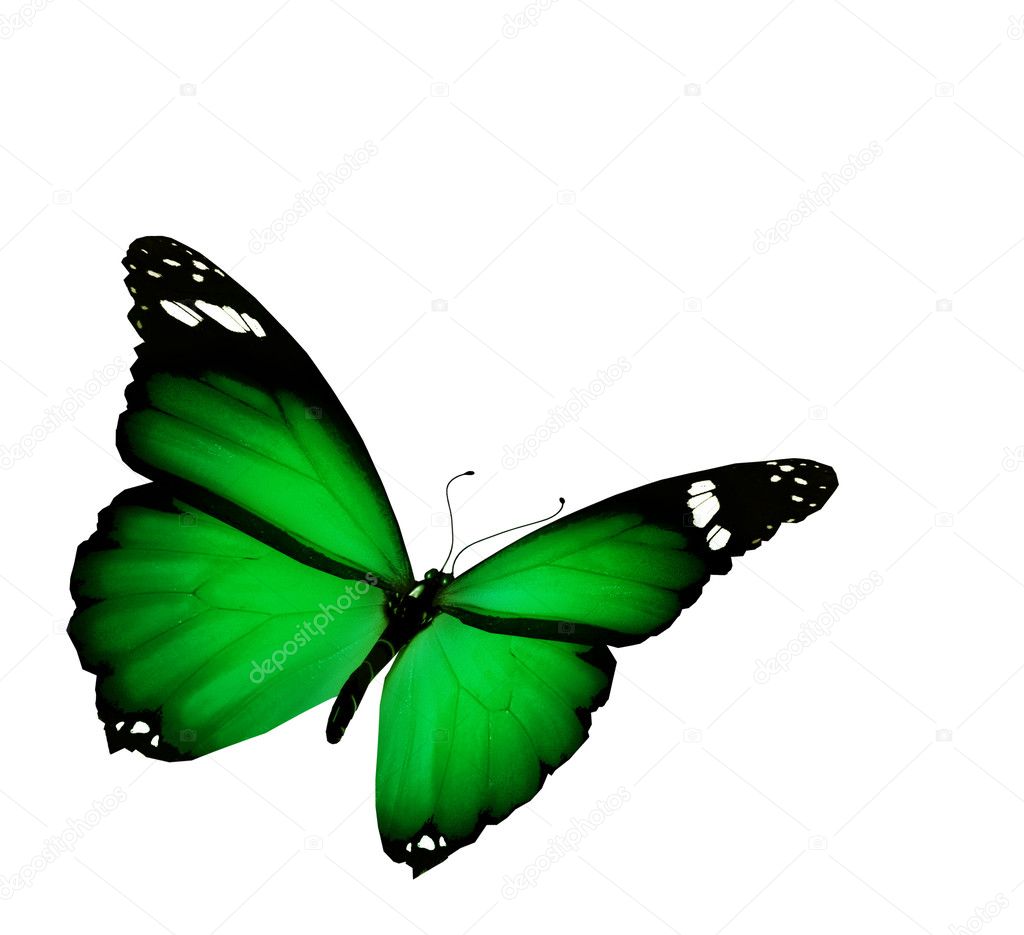 Green butterfly flying, isolated on white background