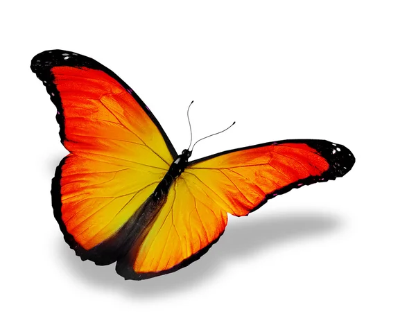 Оранжевая бабочка, изолированная на белой — стоковое фото
