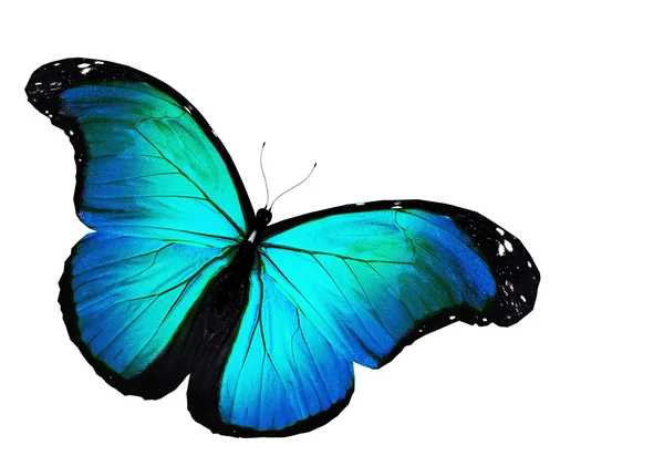 Голубая бабочка летит, изолированная на белом — стоковое фото