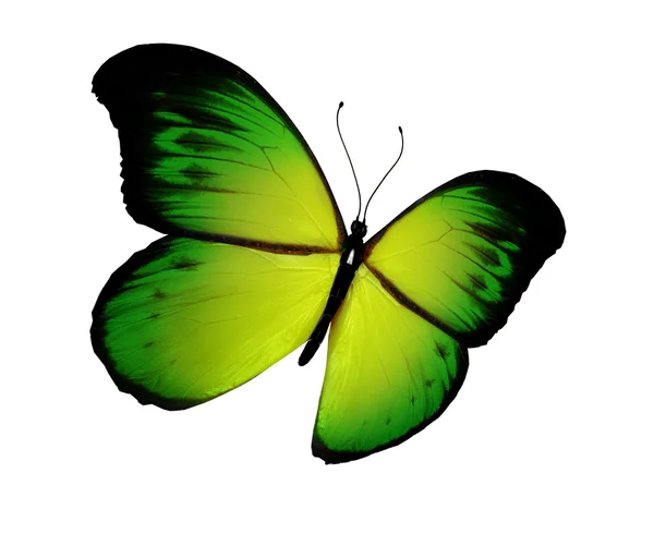 Zielony motyl, na białym tle — Zdjęcie stockowe