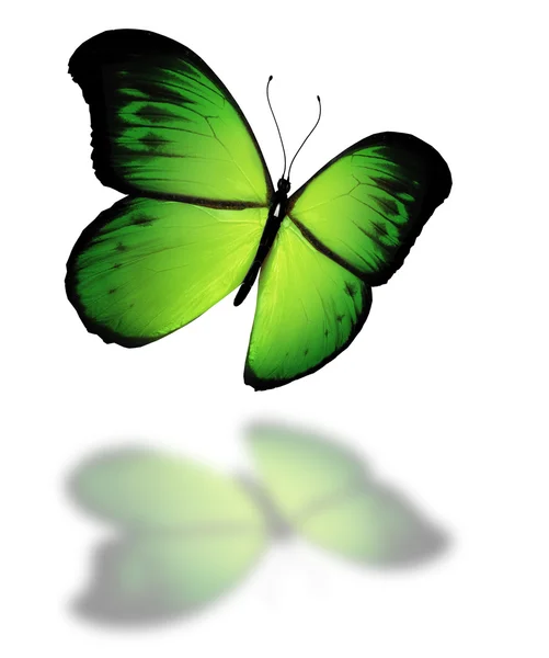 Зелений метелик, ізольований на білому тлі — стокове фото