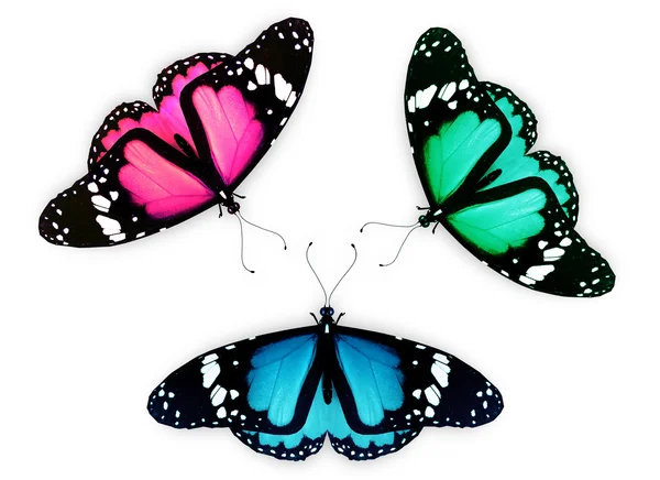 Три бабочки, изолированные на белом — стоковое фото