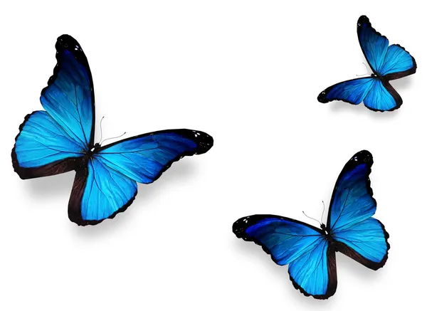 Três borboletas azuis, isoladas em branco — Fotografia de Stock
