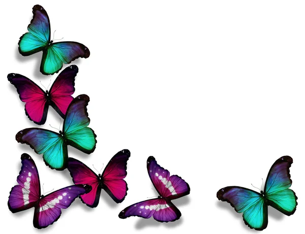 Vineuse blauwe morpho vlinders, geïsoleerd op witte achtergrond — Stockfoto