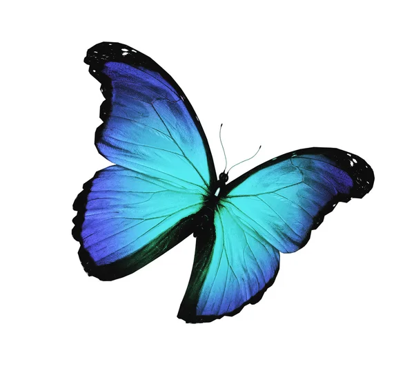 青い蝶の飛行の分離白 — ストック写真