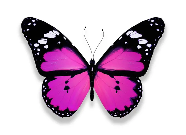 Mariposa violeta, aislada en blanco —  Fotos de Stock