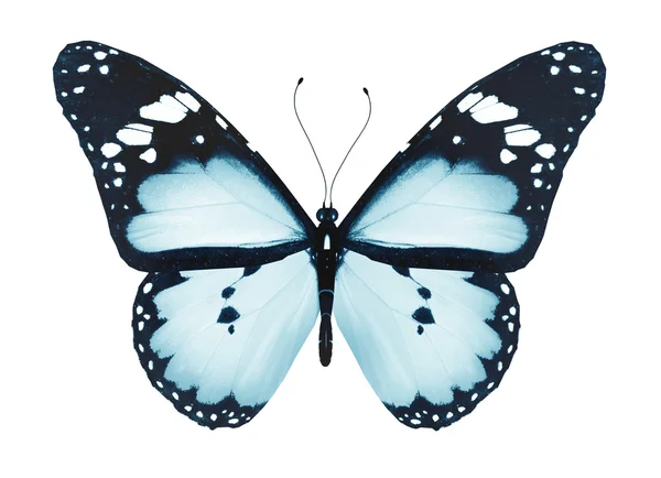 Голубая бабочка, изолированная на белой — стоковое фото