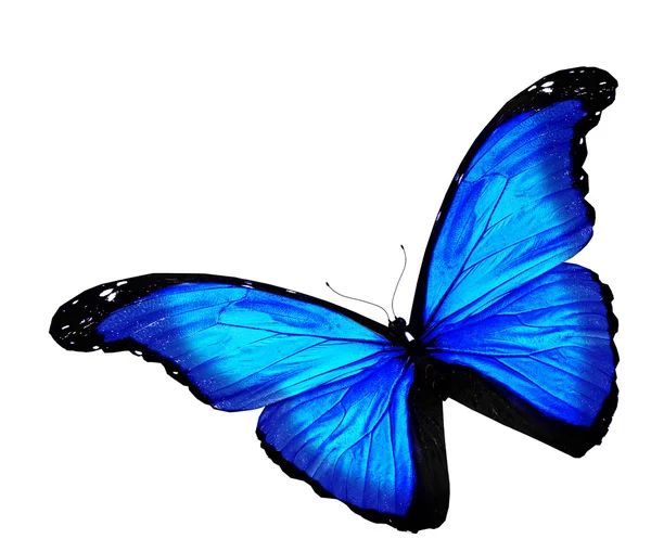 白い背景に青い蝶 — ストック写真