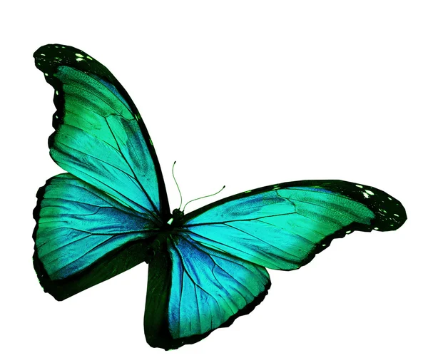 Зеленая бабочка на белом фоне — стоковое фото