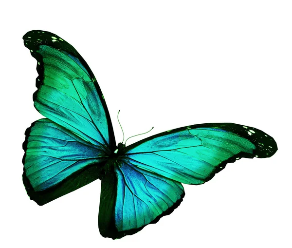 Turquoise butterfly flying, isolated on white background — Stock Photo ...