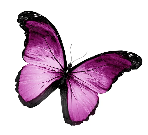 Grunge farfalla viola volante, isolato su bianco — Foto Stock