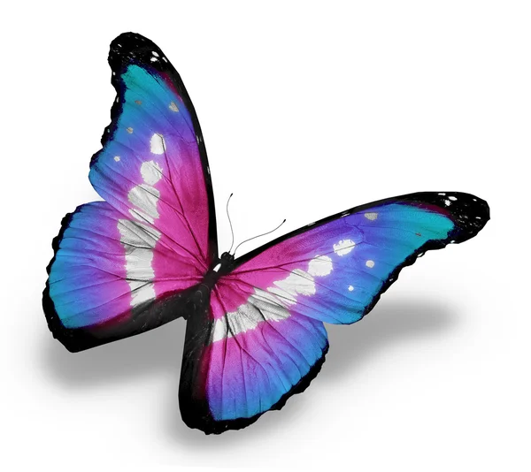 Morpho violett Schmetterling, isoliert auf weißem Hintergrund — Stockfoto