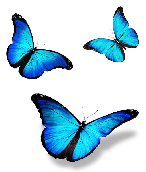 Trois papillons bleus "morpho", isolés sur fond blanc — Photo