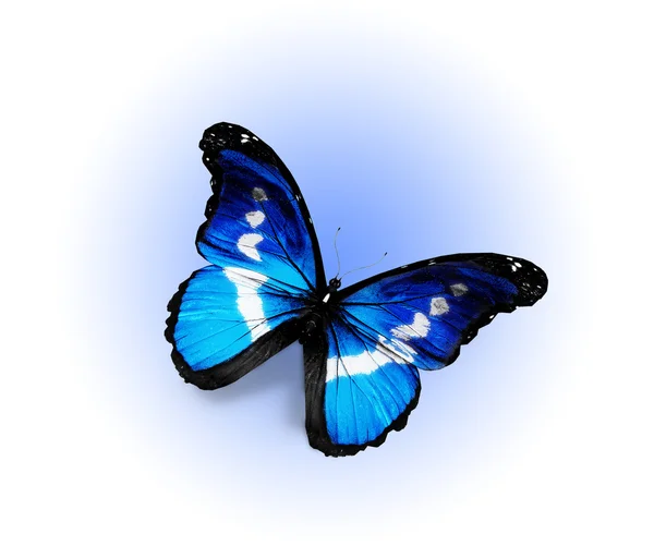 Beyaz arka plan üzerinde izole Morfo mavi kelebek — Stok fotoğraf