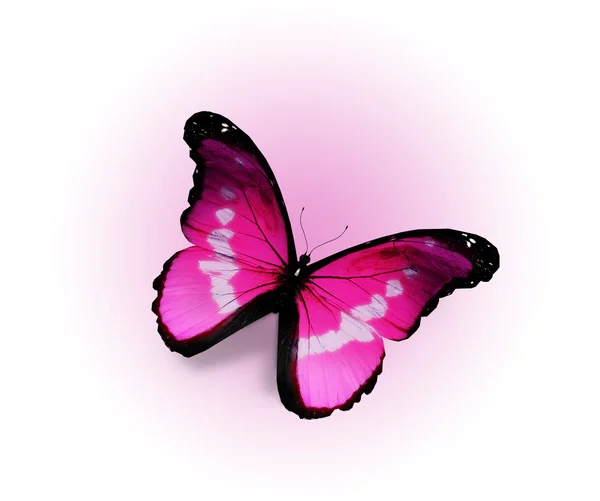 ピンク モルフォ蝶、白い背景で隔離 — ストック写真