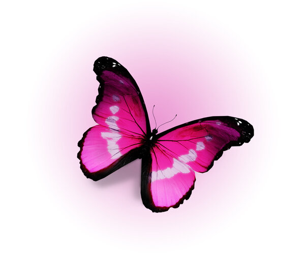Morpho pink butterfly , isolated on white background