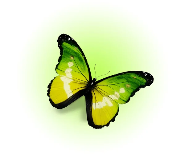 Morpho gele vlinder, geïsoleerd op witte achtergrond — Stockfoto