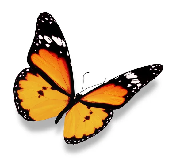 白で隔離され、オレンジ色の蝶 — ストック写真